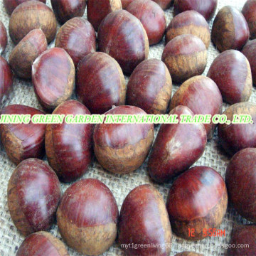 New Crop Fresh Chestnut